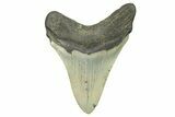 Serrated, Fossil Megalodon Tooth - North Carolina #294473-1